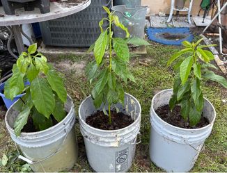 Avocado (big)