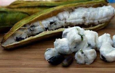 Ice Cream Bean Tree seedlings *Amazing Nitrogen Fixers