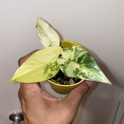 Alocasia Gageana Aurea/Mint 3 Inch Ceramic Pot