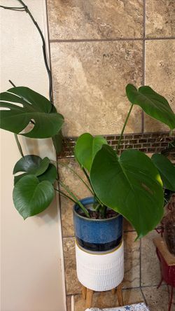 Healthy monstera