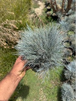 Blue Fescue - 1 gallon