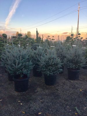 Lopez Nursery Everything 50 Off For In Vancouver Wa Lopez Nursery Everything 50 Off For In Vancouver Wa