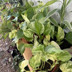 Plants for sale 10 each 