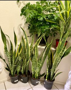 ♥️BEST PLANT ON PLANET♥️Snake Plants In 7” pot 36” to 40”tall