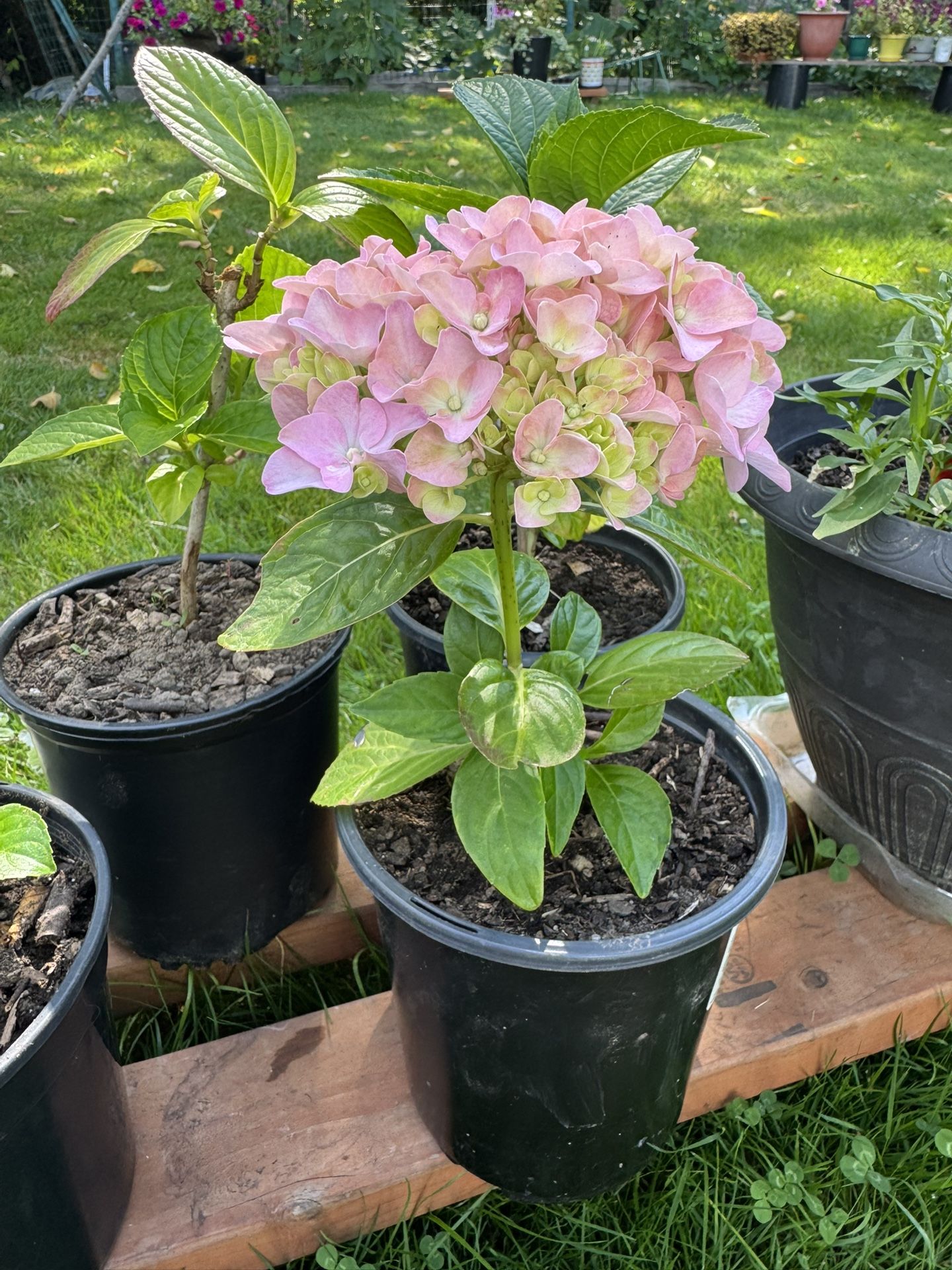 hydrangea perennial plants 6 available $10 each