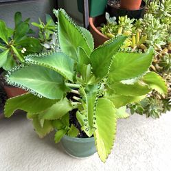 Kalanchoe plant