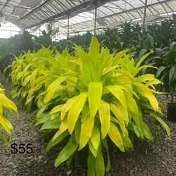 Plants For Sale 
