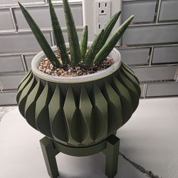 Rare Sansevieria Hedgehog (SnakePlant) 