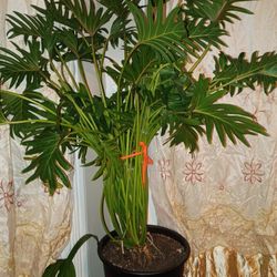 PLANT SWISS CHESS BEAUTIFUL 