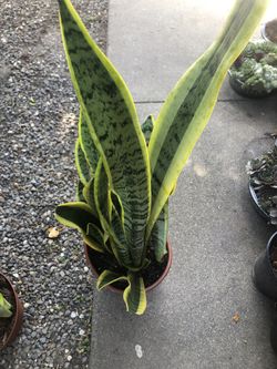 Snake Plants In 1.5 gallon Pot.