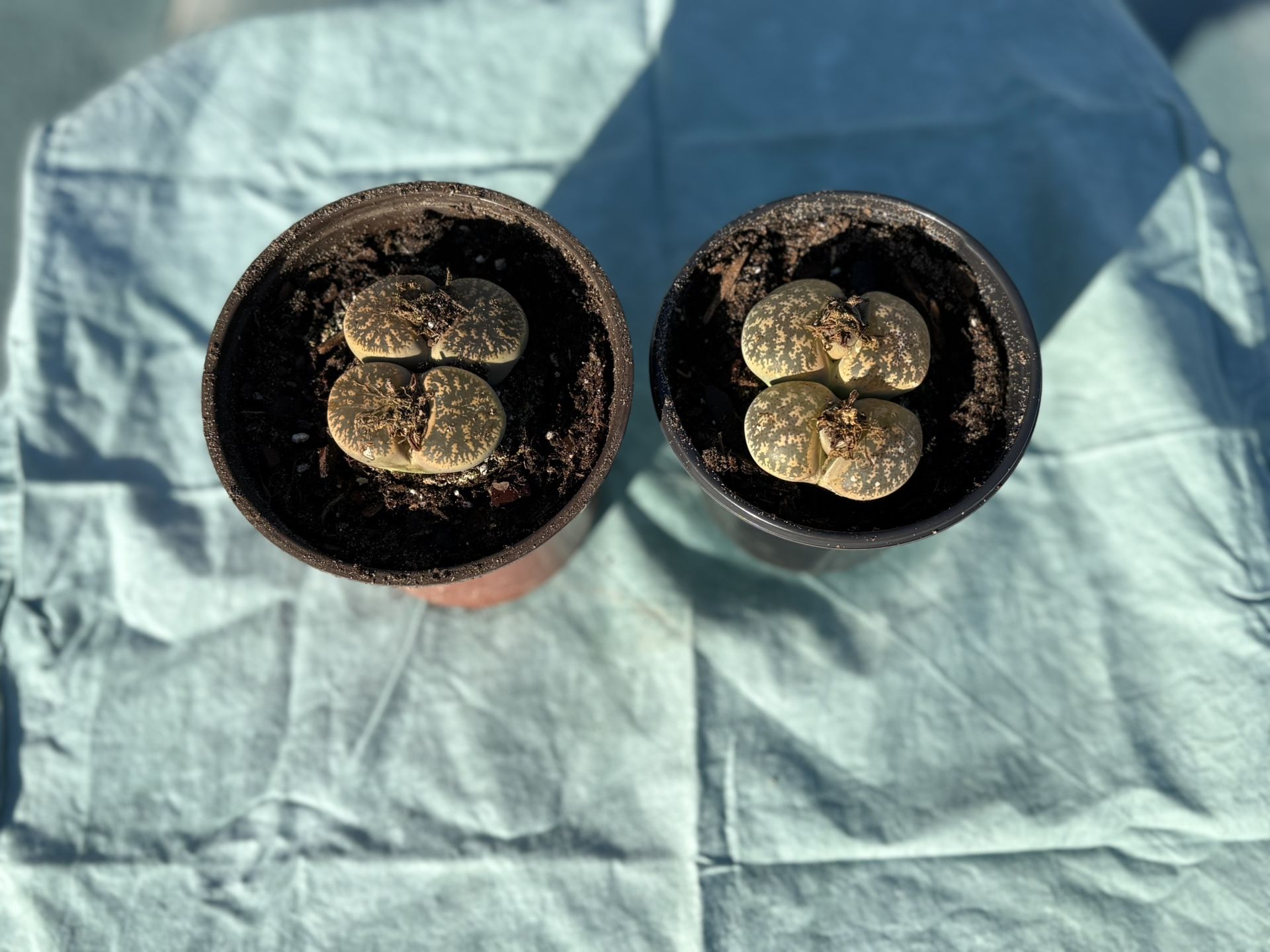 Living Stone ( Lithops)