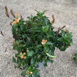Crossandra Plant 
