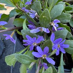 💙 Plant: Scaevola Blue