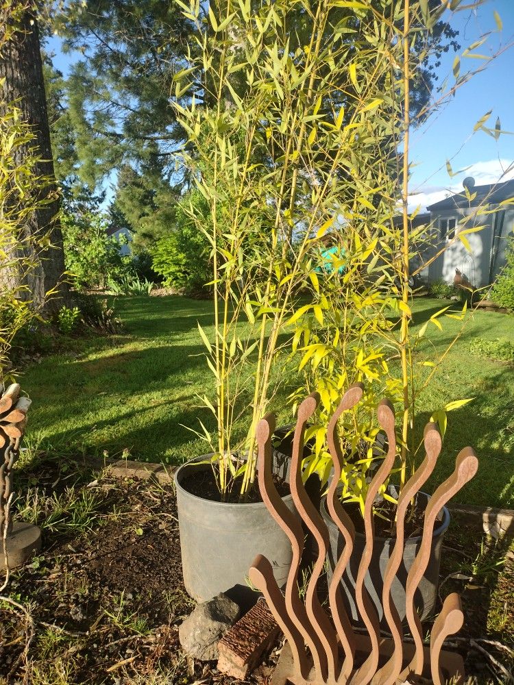 bamboo Plants