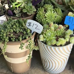 Lots Of Succulents!
