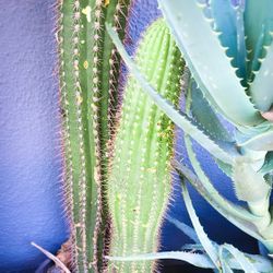 Golden Torch Cactus - 4' ft. Tall! 🌵