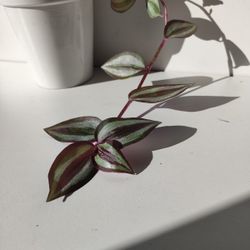 Lush Trailing Tradescantia Zebrina Deep Purple Stripe Plant/ House Plant/ Indoor Plant Flower Patio Garden 
