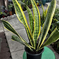 Sansevieria Trifasciata Laurentii 