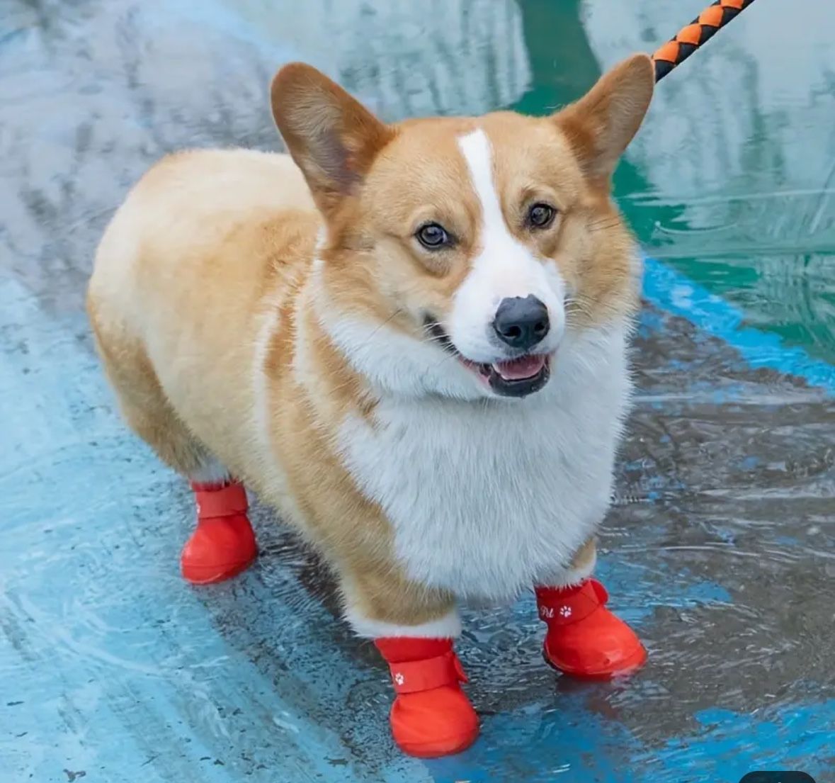 Waterproof/Scratch Proof Pet Shoes