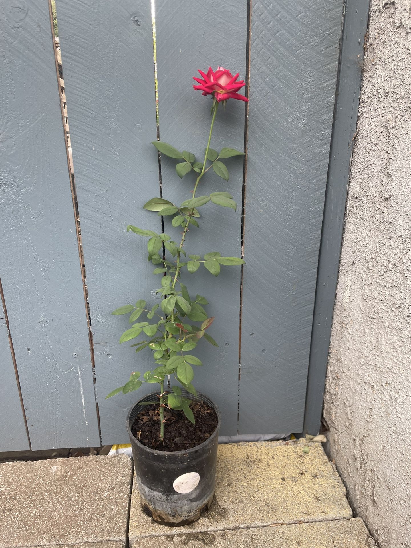 A Rose Called LOVE