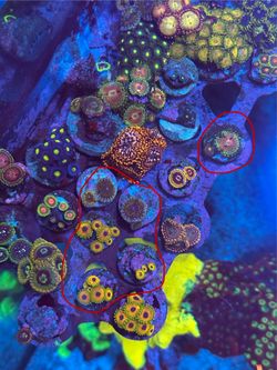 Great owl zoanthid