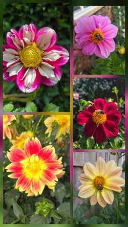 Flower Seeds
