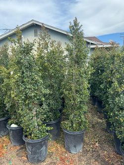 Eaugenia Hedge 15 gallon