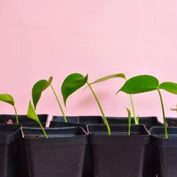 Lush Monstera Deliciosa Plant/ House Plant/ Indoor Plant Flower Patio Garden  Starter