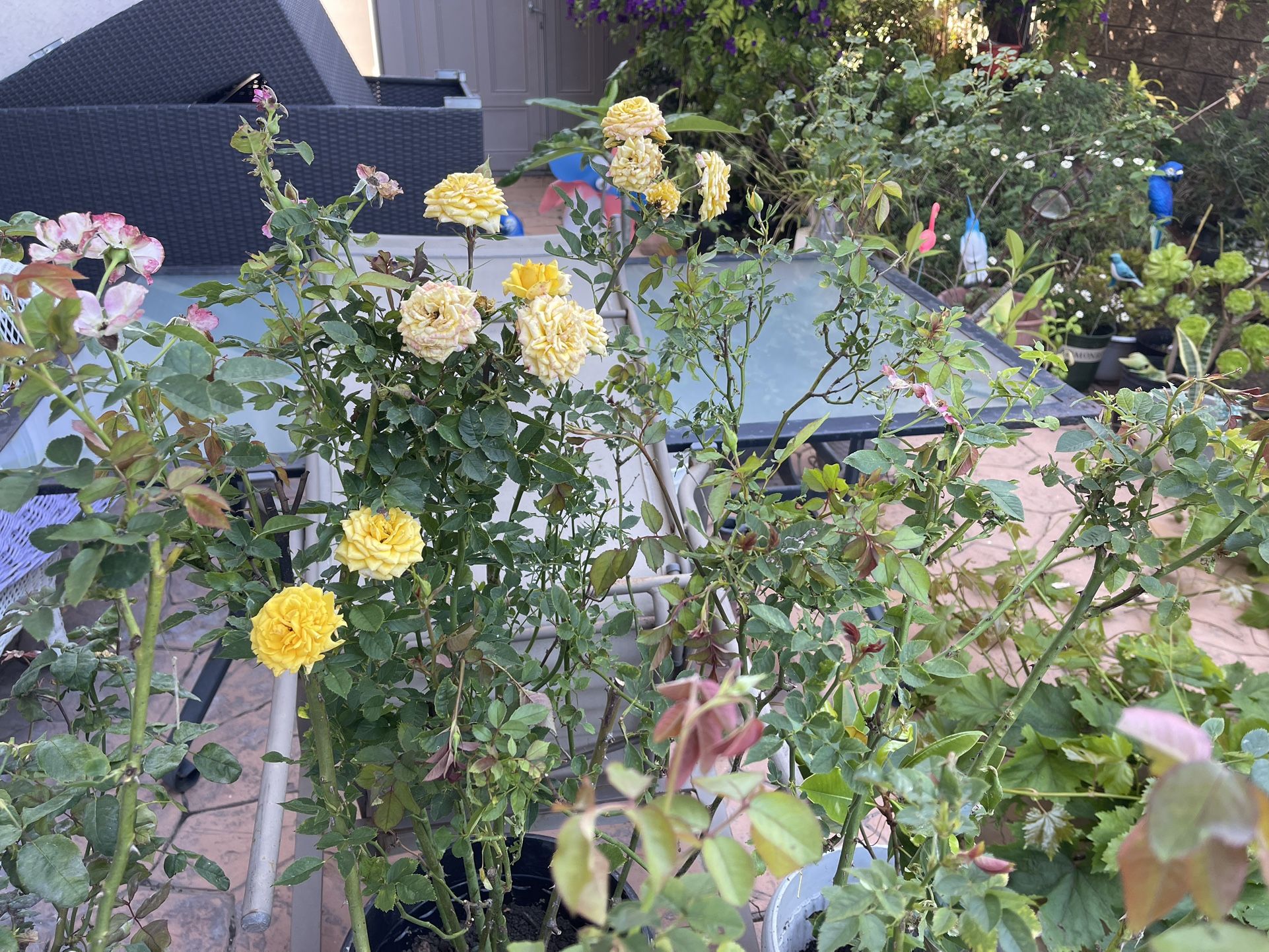 Roses
