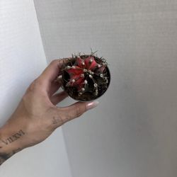 Variegated Chin Cactus 