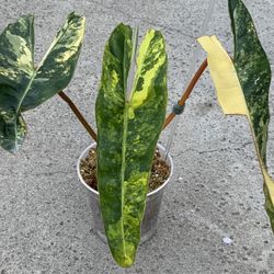 Philodendron Billietiae Variegated Top Cut Rooted