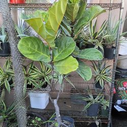 Ficus Lyrata