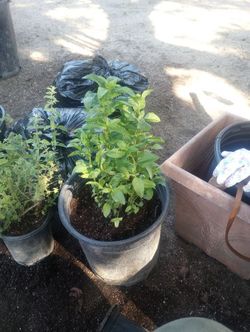 Plants