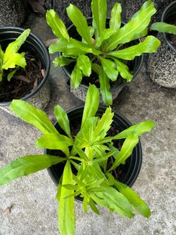 Culantro plants