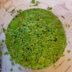 Aquarium Decor Floaters Duckweed