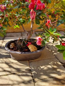 Bonsai Camellia