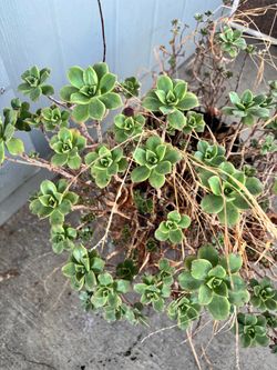 Succulent