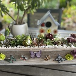 Succulent Arrangements