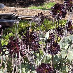 TRADE LOTS OF SUCCULANTS AND HERBS