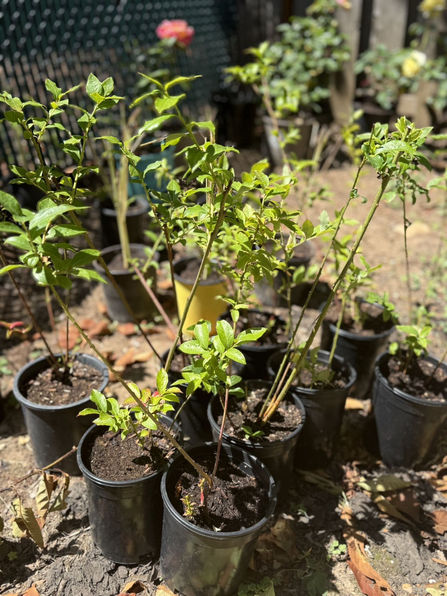 Blueberries in pots