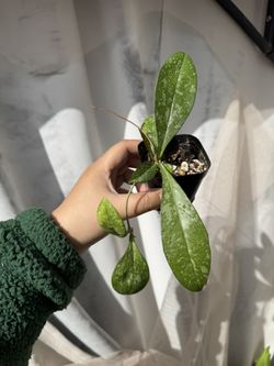 Hoya Crassipetiolata Splash - 3.5” Pot - Rooted In Soil