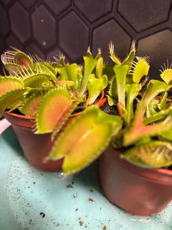 Adult Venus fly traps