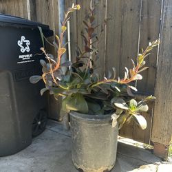 Plant For Sale