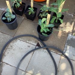 Collard Greens Plants For Sale 10 Bucks Each 