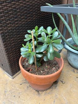 Jade ( plantas para atras el dinero). $4,6,8 🍀
