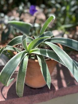 Agave angustifolia In Pot 