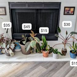 Selling my plants 🥹