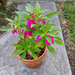 Chinitos Plant 