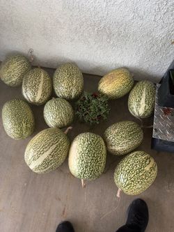 Chilacayotas