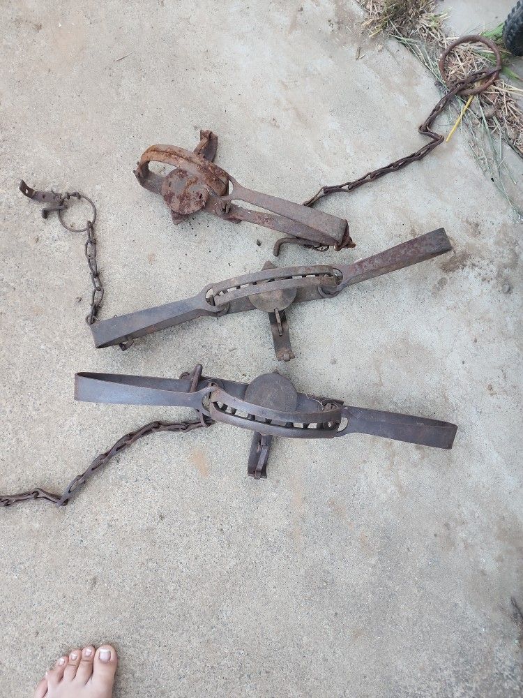 Antique Bear Traps 
